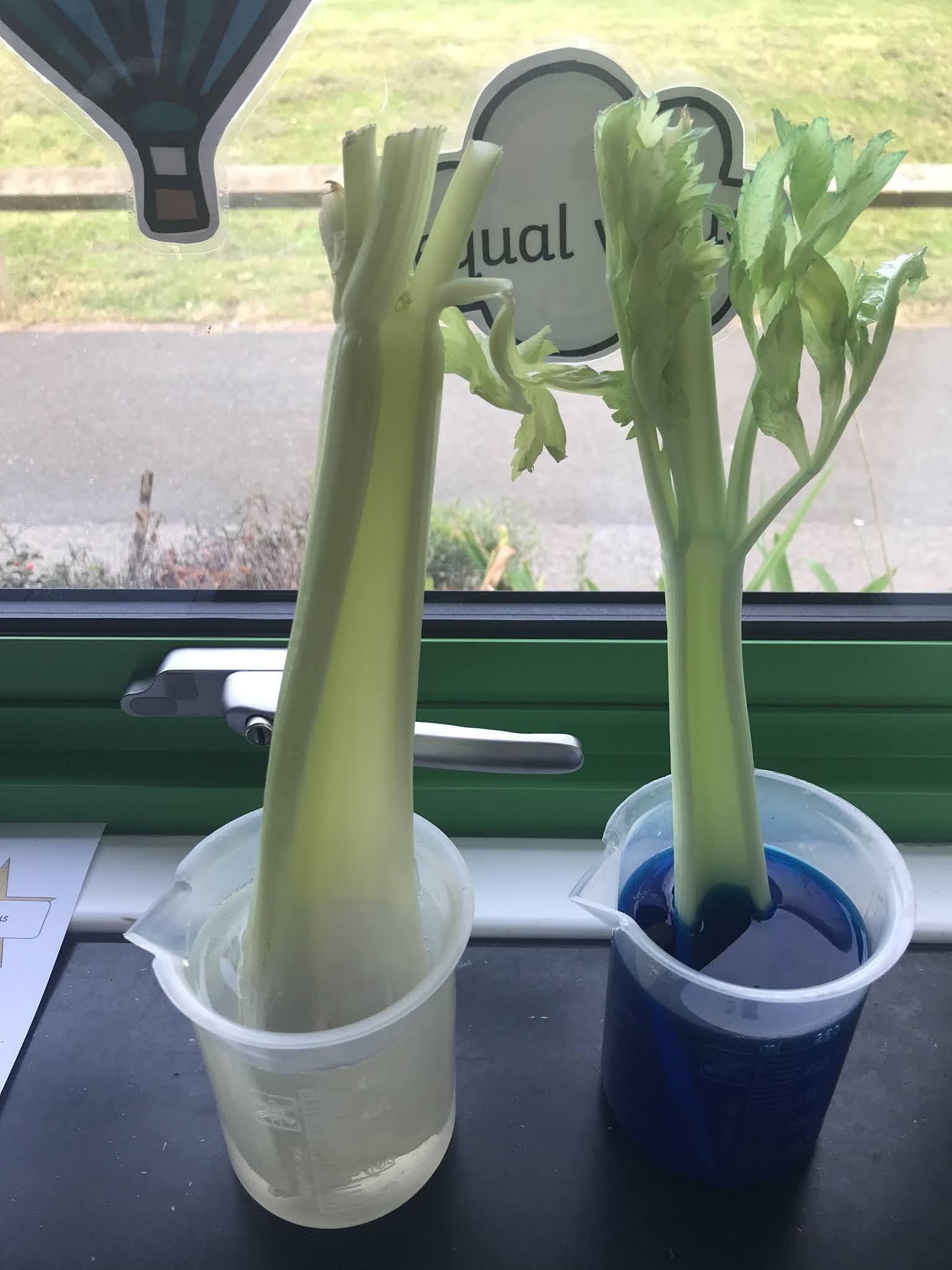 Class 3V Water Transportation Experiment