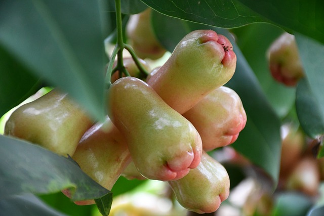 Rose Apple / Malay Apple