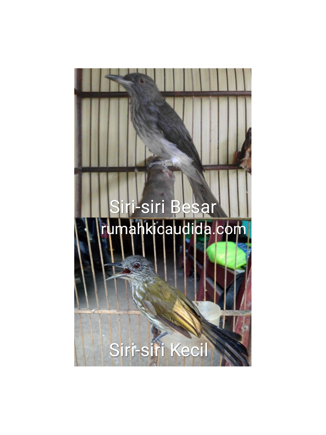 Featured image of post Perbedaan Burung Siri Siri Jantan Dan Betina Bagi para pemula pasti akan lebih sulit dibandingkan membedakan dari segi fisik