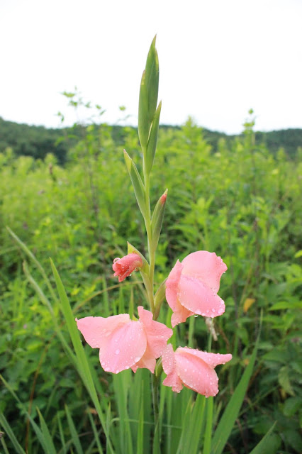 single pink gladiolus stalk