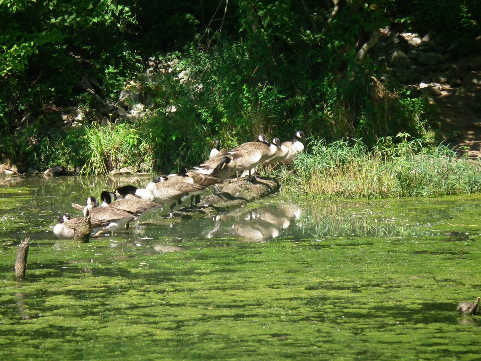 Travels Big and Small Dunbar Cave Clarksville TN