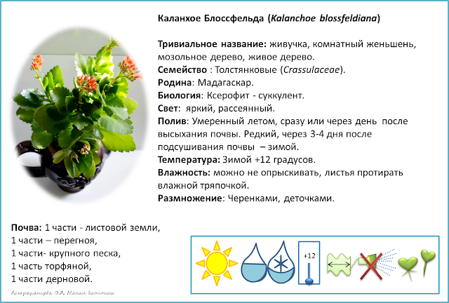 kalanhoeh-blossfelda-pod-mikroskopom