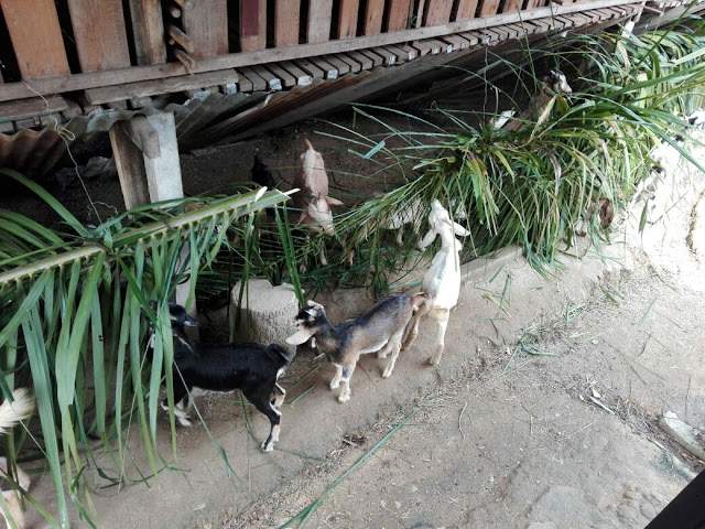 Imani dan Kambing Imani dan Kambing