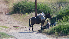 Berger et sa mule