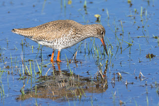 Wildlifefotografie Rotschenkel