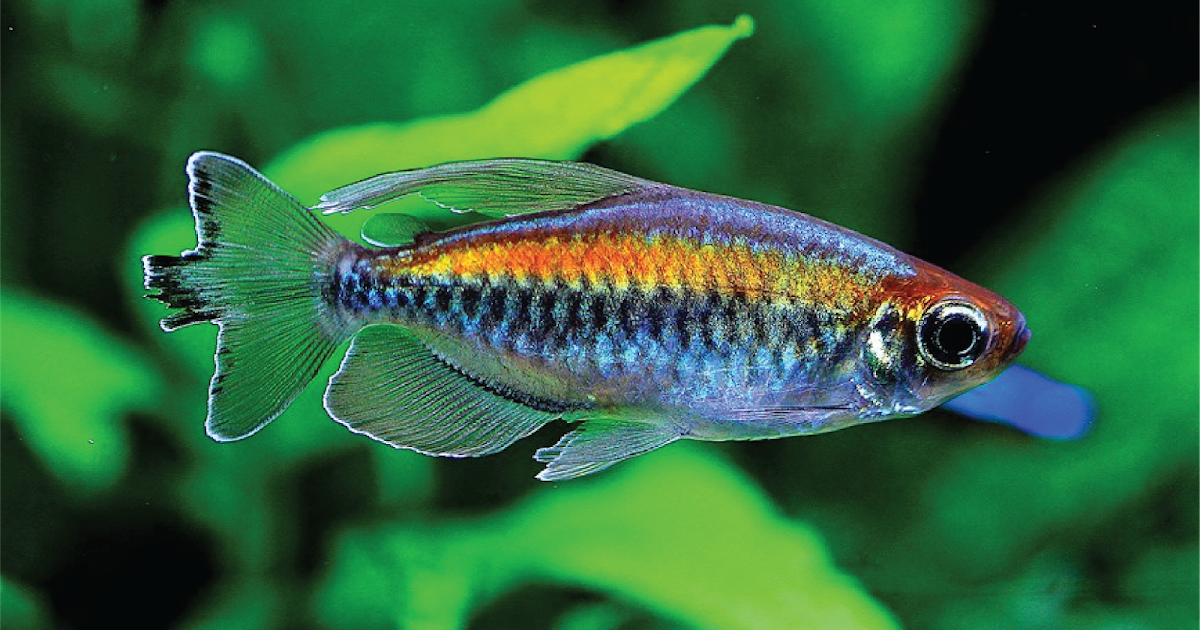 How to Keep the Congo Tetra Fish in the Aquarium fishhobbyist