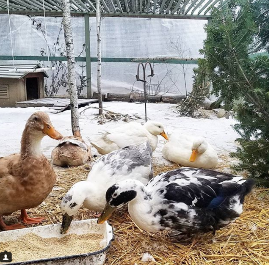 Tips for Keeping Ducks in the Winter Fresh Eggs Daily® with Lisa Steele