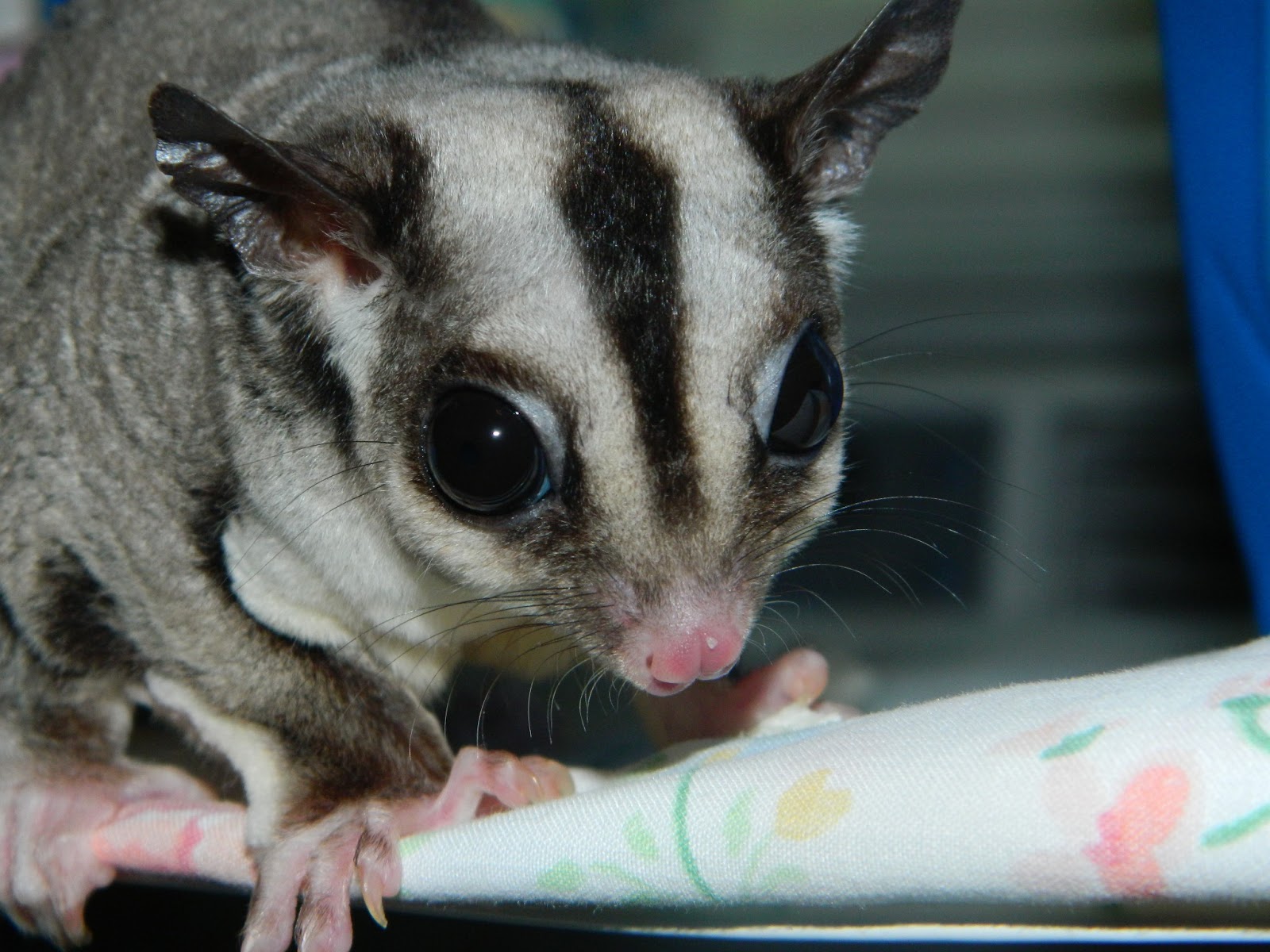 The Compulsive Ramblings Of A Philotherian Sugar glider love...