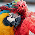 Wallpaper Best Friends Macaws