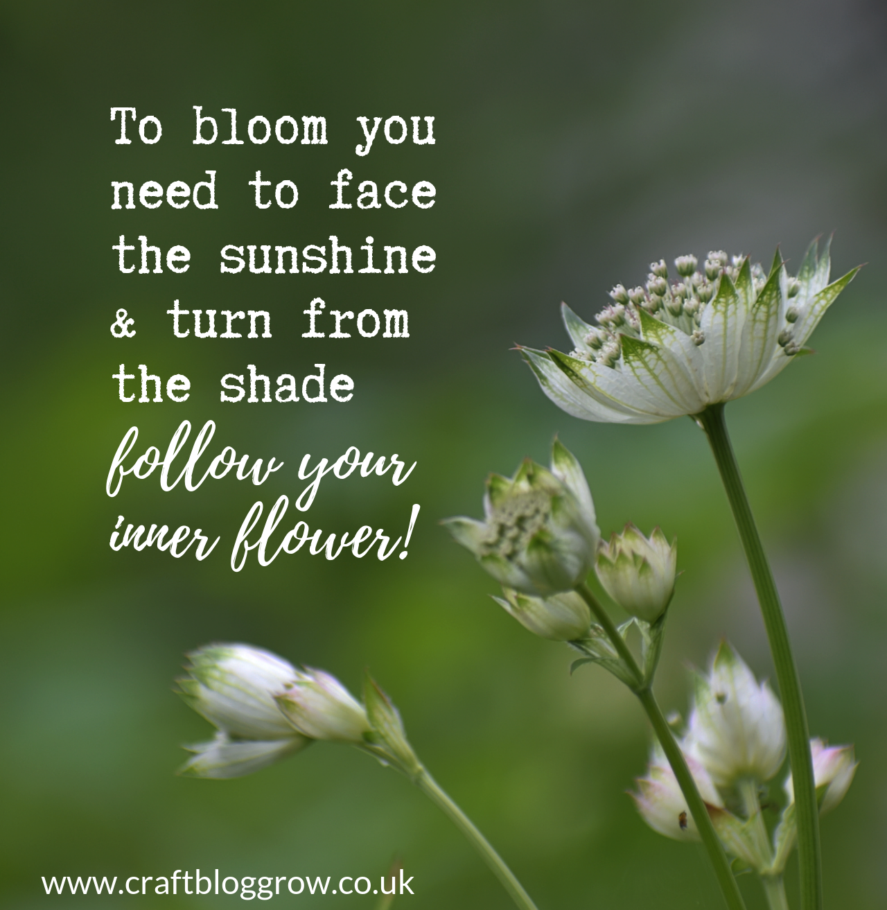 Quote To bloom you need to face the sun...