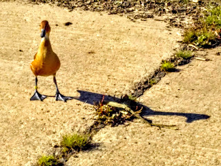 Cute duck walking out of river