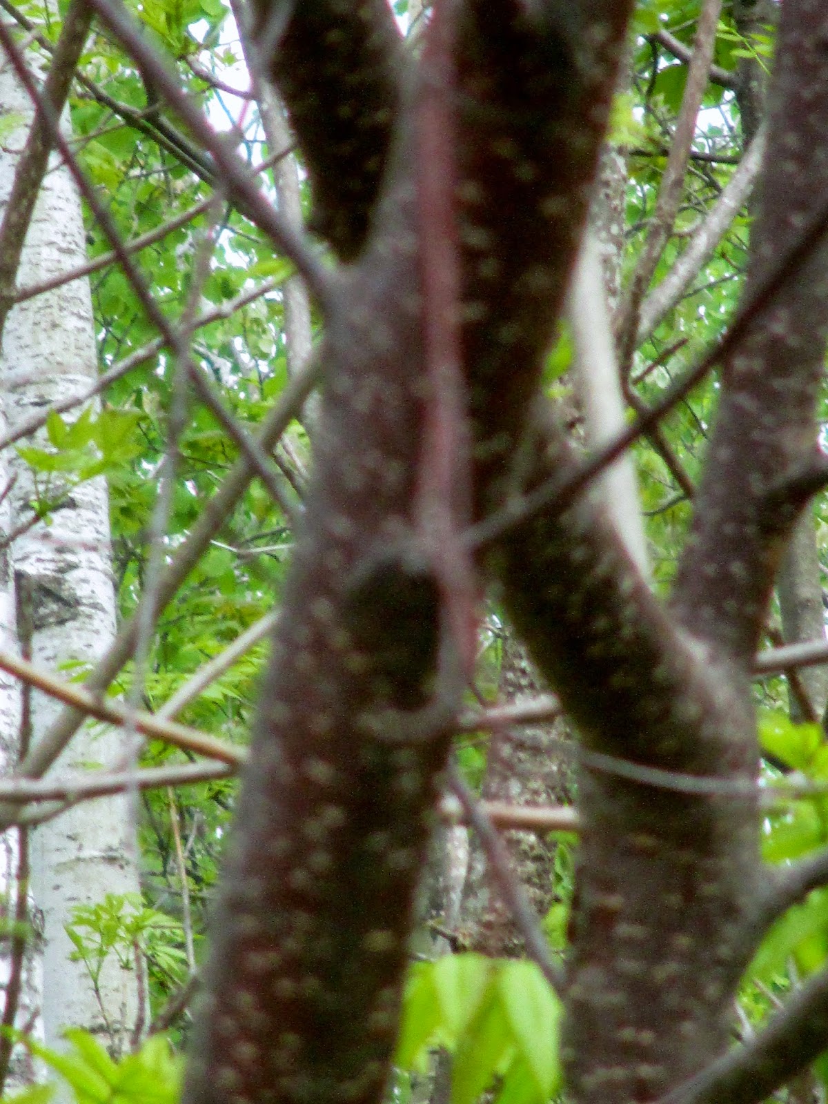 Art's Bayfield Almanac CHOKE CHERRY