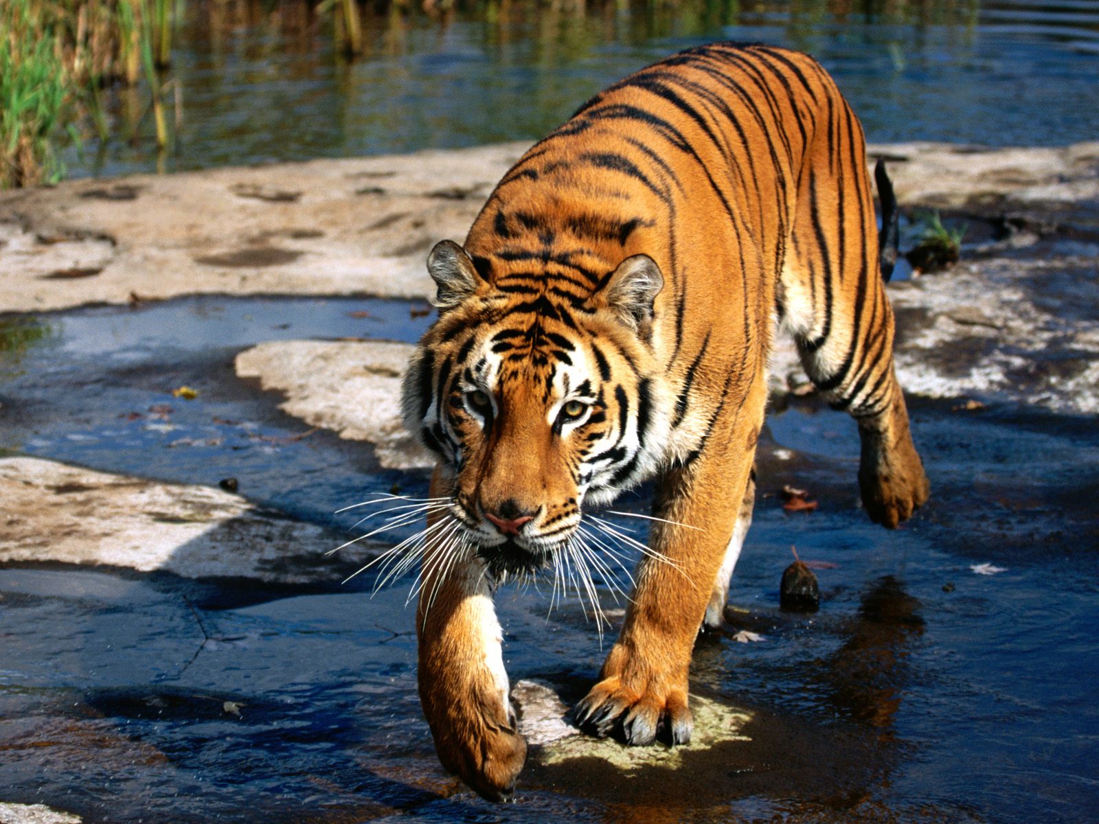 amazing pictures: Royal Bengal Tiger Photos
