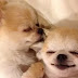 12 Reasons Chihuahuas Are The Worst Indoor Dog Breed Of All Time