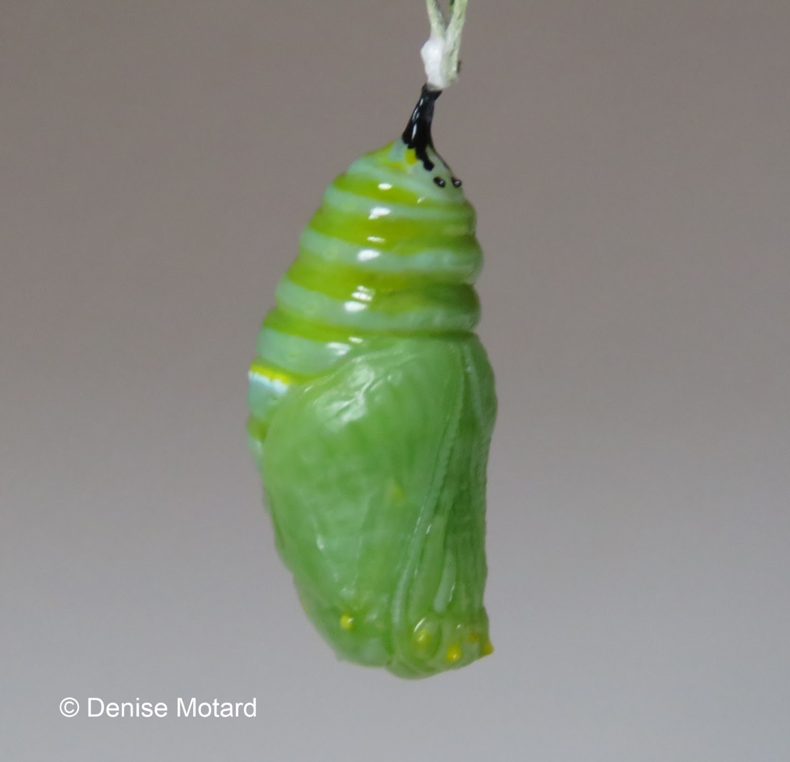 CHRYSALIS