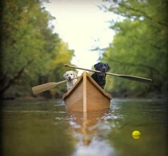 Labs in a Boat