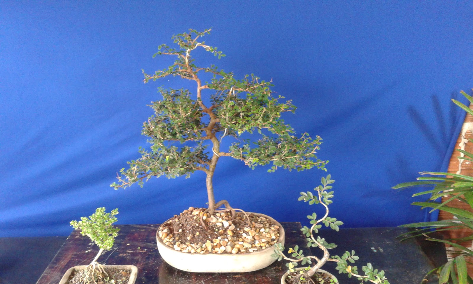 Vianna Bonsai Bonsai show