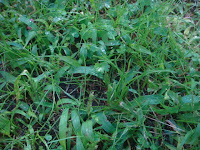 Jardinería Pampeana: MARZO-ABRIL: LA MEJOR ÉPOCA PARA EL CÉSPED!!