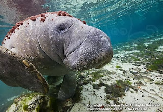 Florida Manatee underwater photograph available for licensing