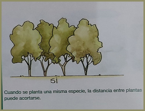 El arbol ideal - El taller de Jazmin