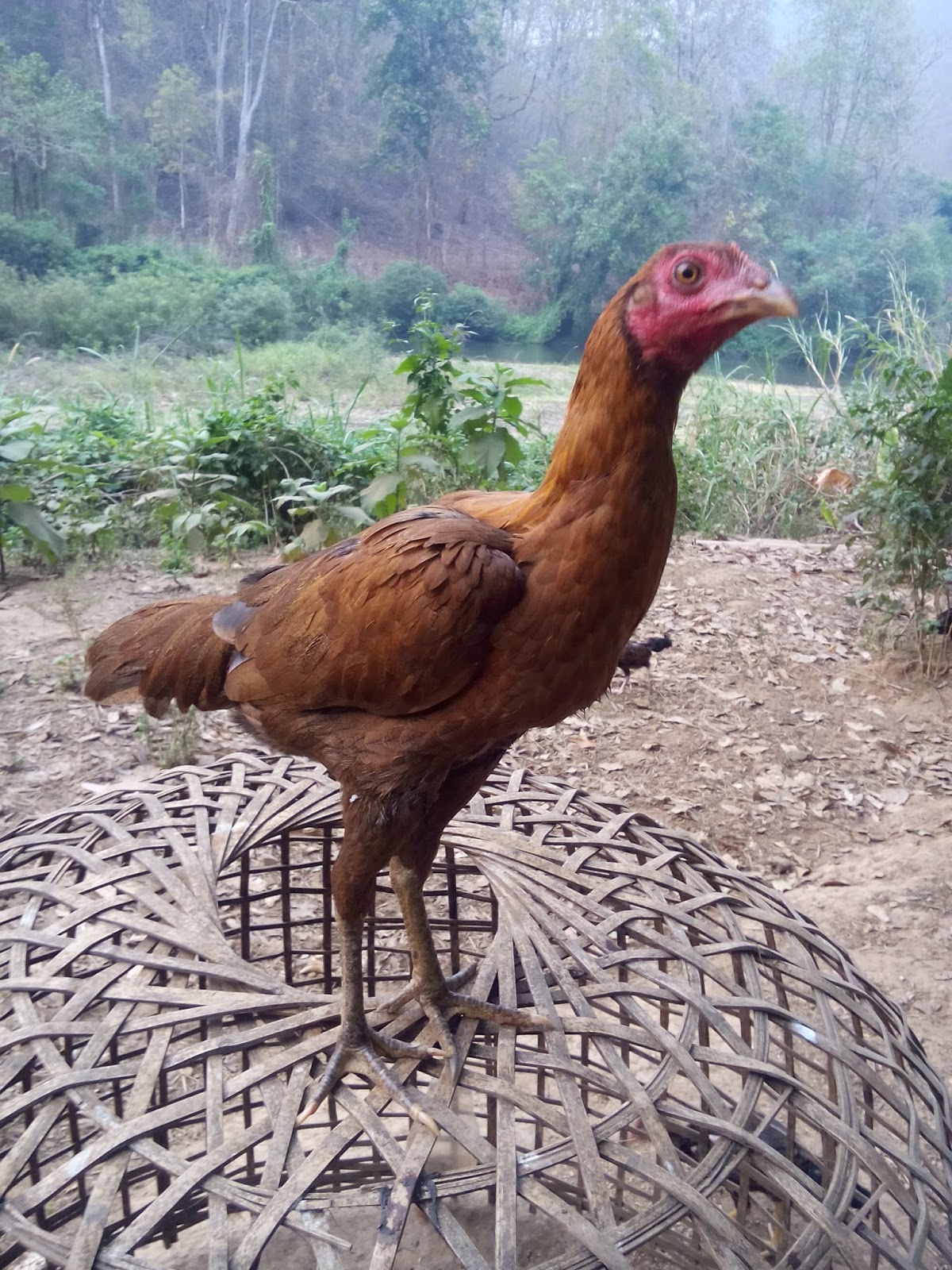 ไก่ชนนกแดงหางแดงสายตี: ไก่ชนนกแดงหางแดงสายตี ไก่ชนนกแดงหางแดงสายตี: ไก่ชนนกแดงหางแดงสายตี