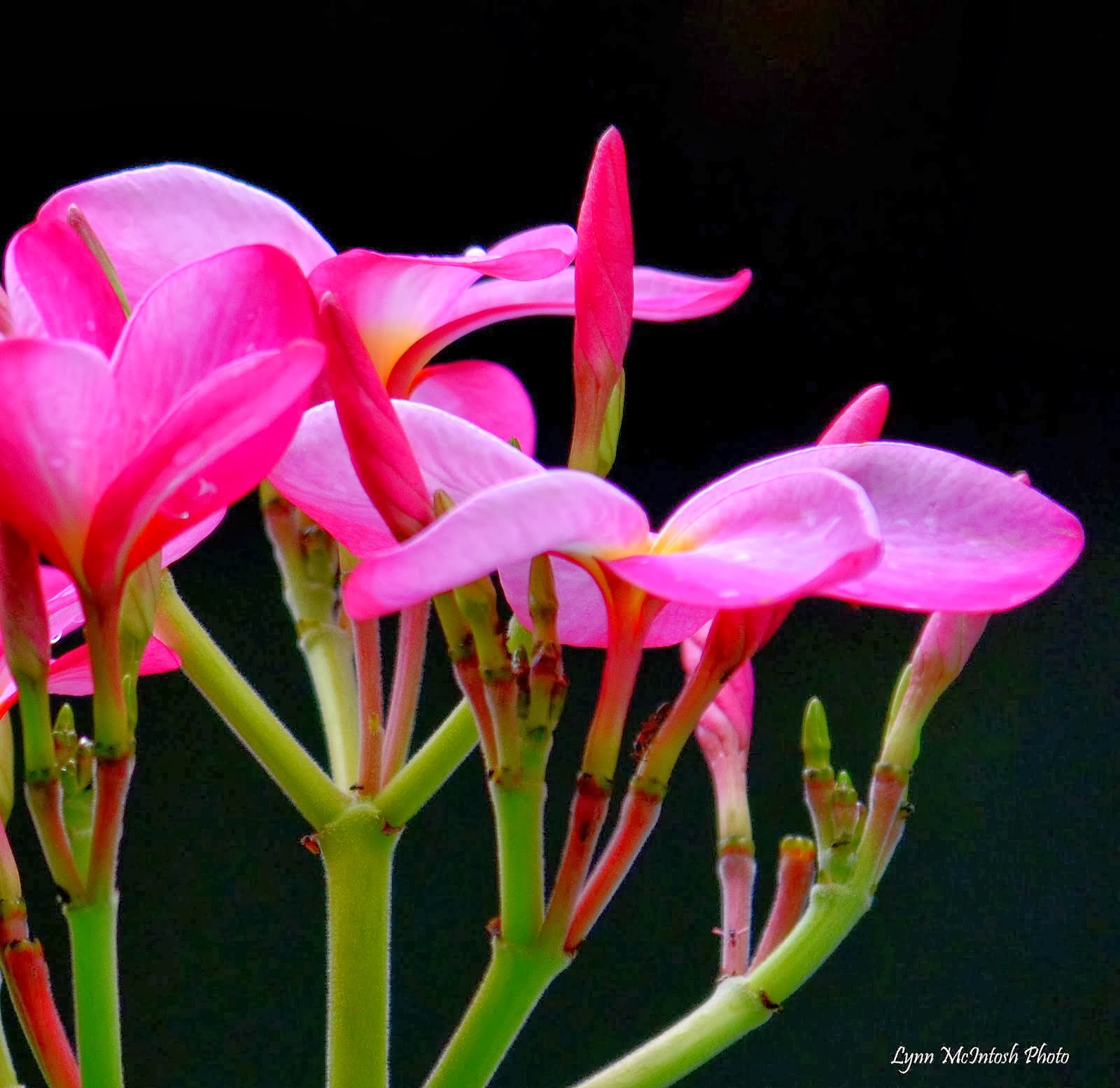 Pink Plumeria