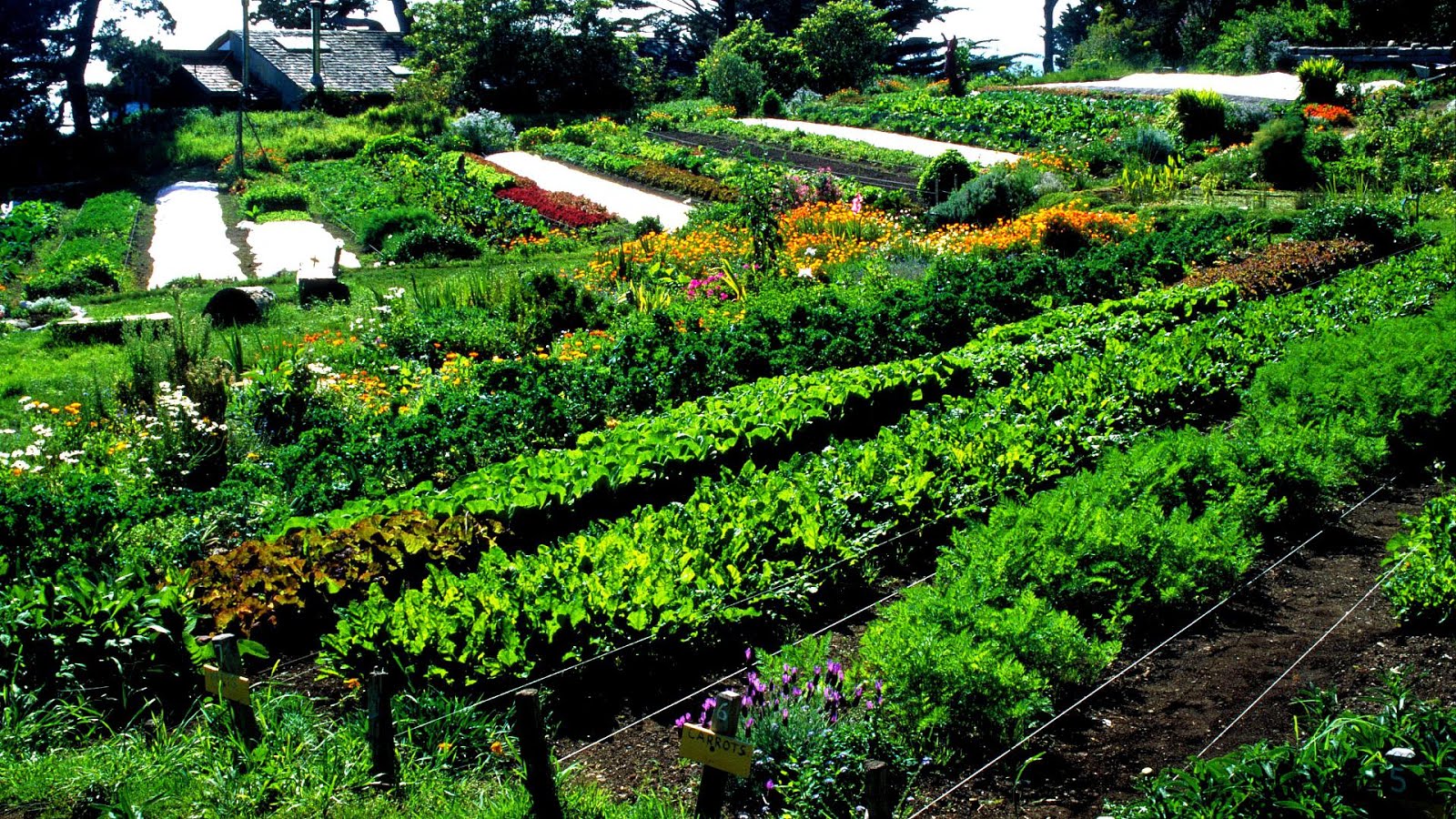 Vegetable Farming For Profit Vege Choices