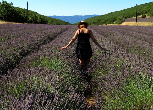 Campos de lavanda en la Provenza. Fiesta de lavanda en Salt