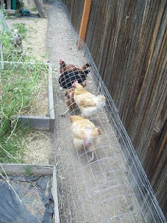 This chicken owner made a "chunnel" / chicken tunnel out of wire.
