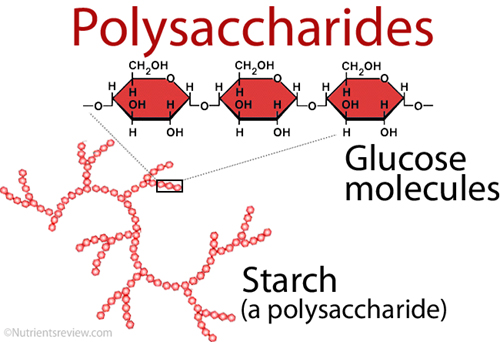 Polysaccharides alimentaires - Structure