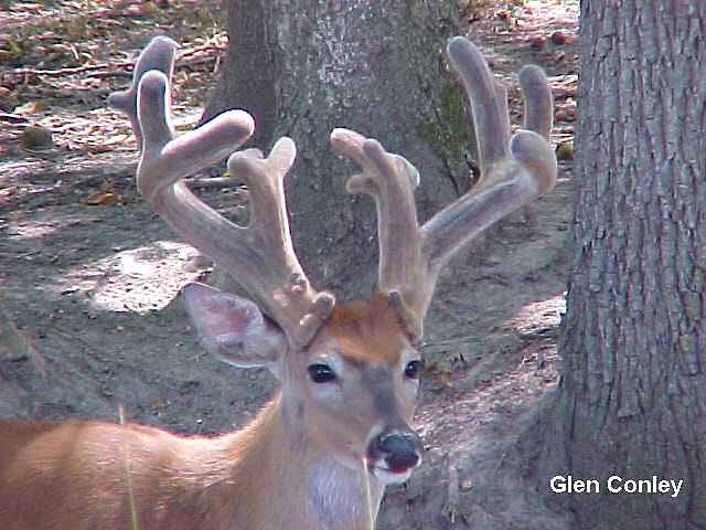 ol-man-outdoors-deer-antler-information