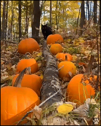 Funny Cat GIF • Funny black cat doing a purrfect catwalk in the forest among pumpkins. Happy Halloween 🎃 Funny Cat GIF • Funny black cat doing a purrfect catwalk in the forest among pumpkins. Happy Halloween 🎃