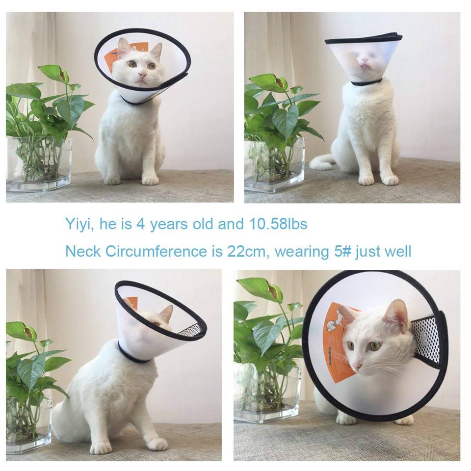 e-collar-kutu-kucing