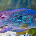 7 Reasons why Cichlid fish make great pets