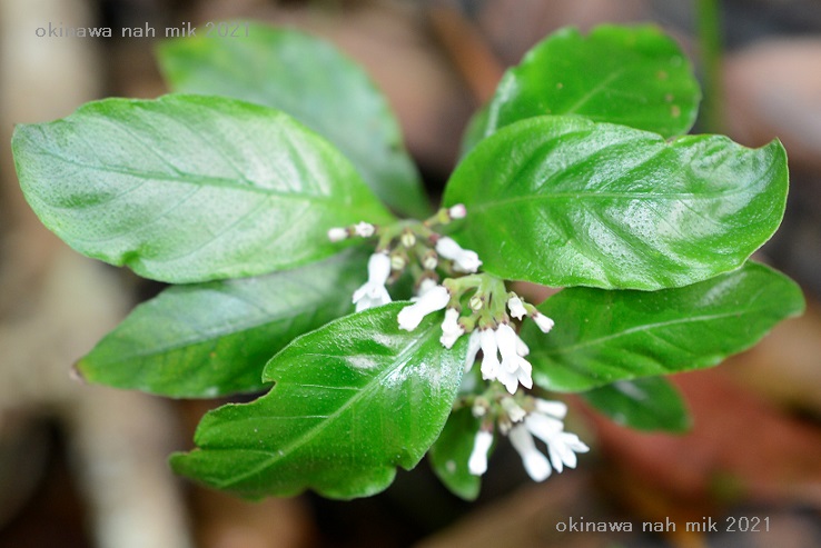 チャボイナモリ