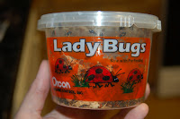 live ladybugs