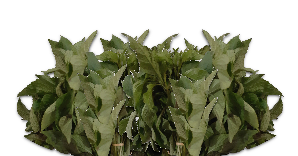 Scent leaf use for food recipes and herbs