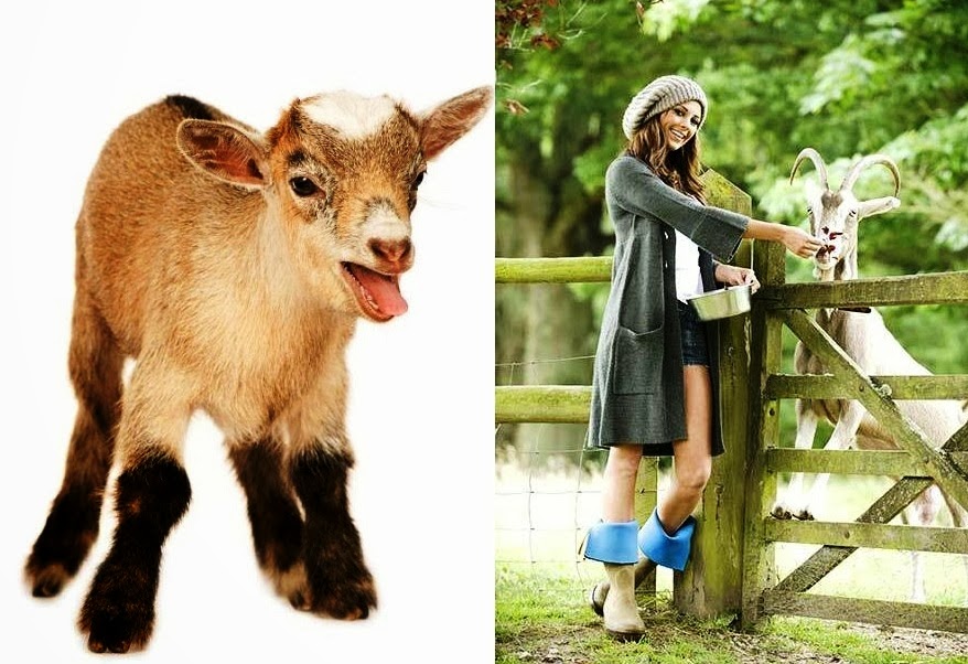 Startup Goat Farming Business