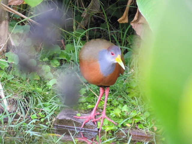 Costa Rica Birds: Rufous-naped wood rail