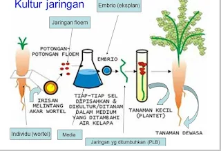 Bioteknologi di bidang pertanian