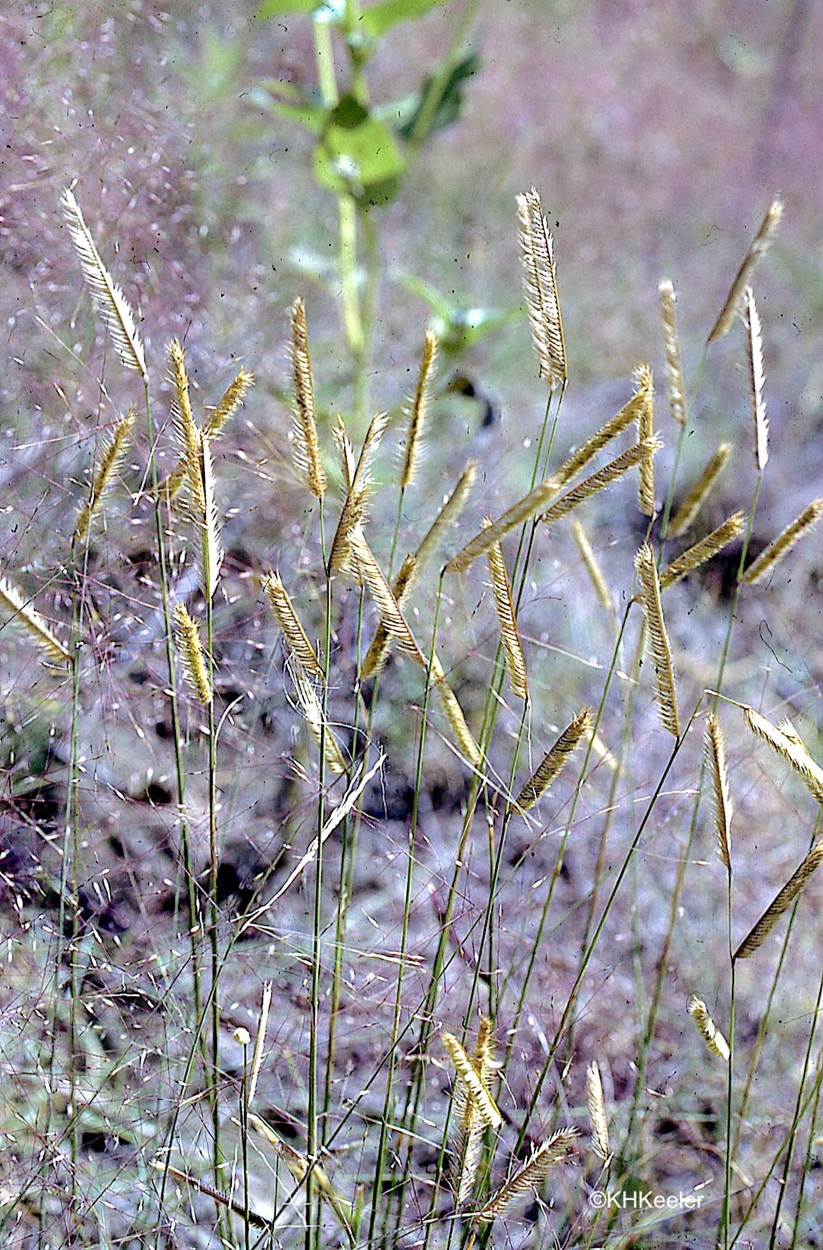 A Wandering Botanist Plant StoryBlue Grama and Hairy Grama, Small