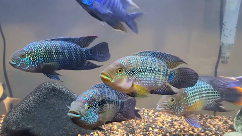 Ikan Jack Dempsey : Jenis, Ciri-Ciri, Pakan dan Merawat
