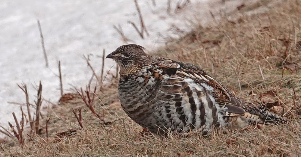 RUFFED GROUSE