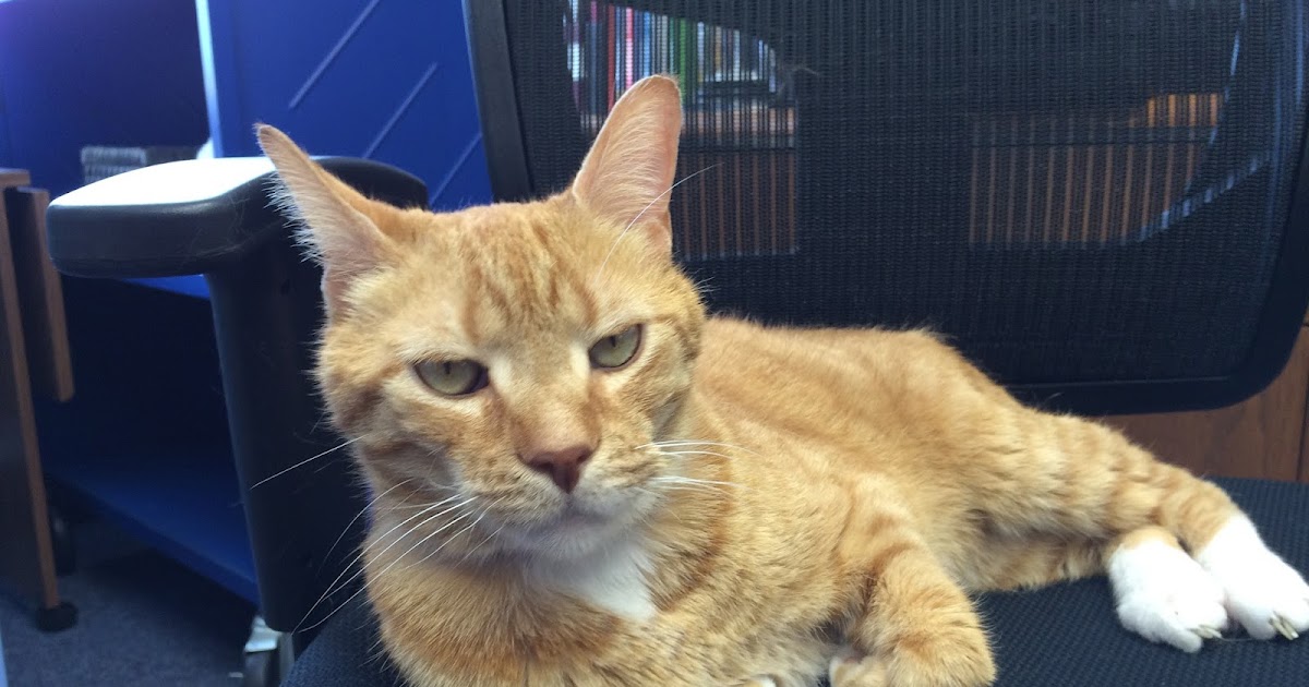 The Adventures of Chance, the Thorntown Library Cat An Introduction