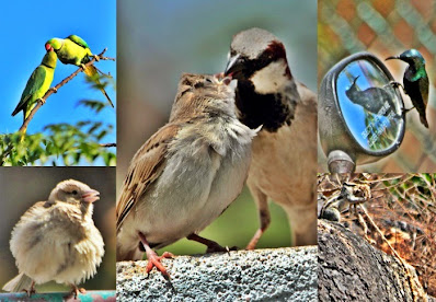 "Explore the diverse birdlife of Mount Abu' in spring