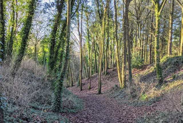 Mullaghreelan Wood near Kilkea Castle in South Kildare Ireland