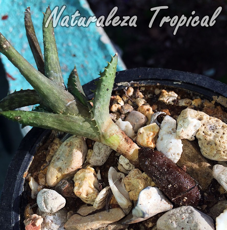 Babosa alimentándose del tallo de Aloe juvenna