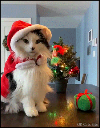 Xmas Cat GIF • Oh Oh fluff Santa cat is waiting for Christmas. So beautiful, cute and funny! [ok-cats-site.com]