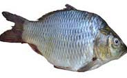 fish fish