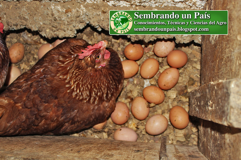 gallina ponedora en nido con huevos